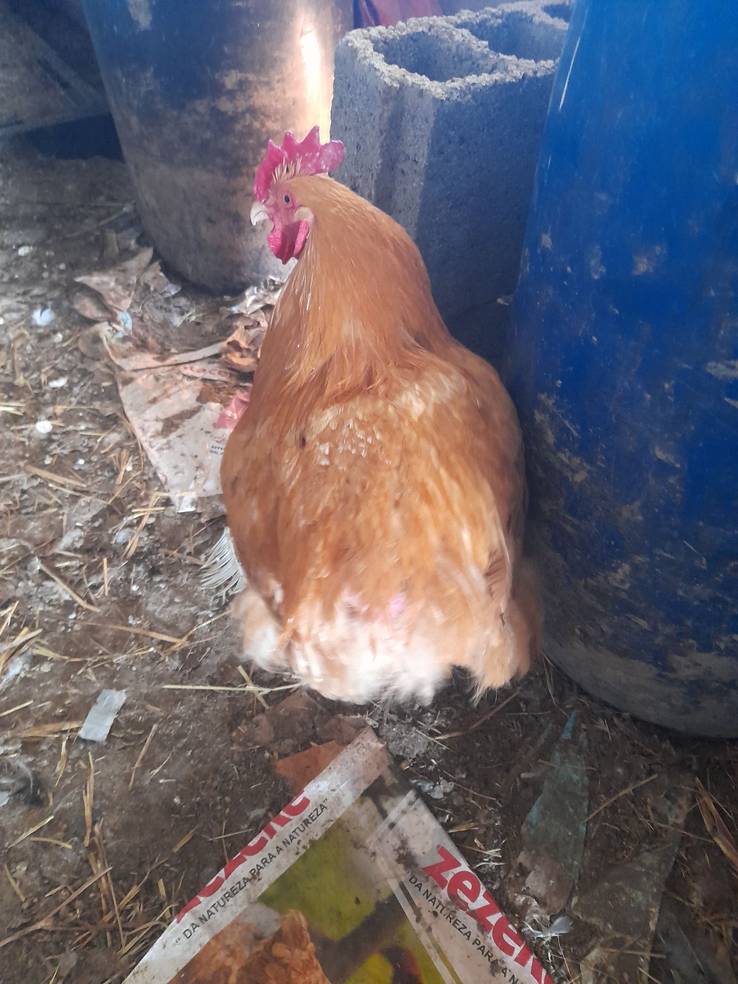 Galo de raça Orpington  e também tenho ovos