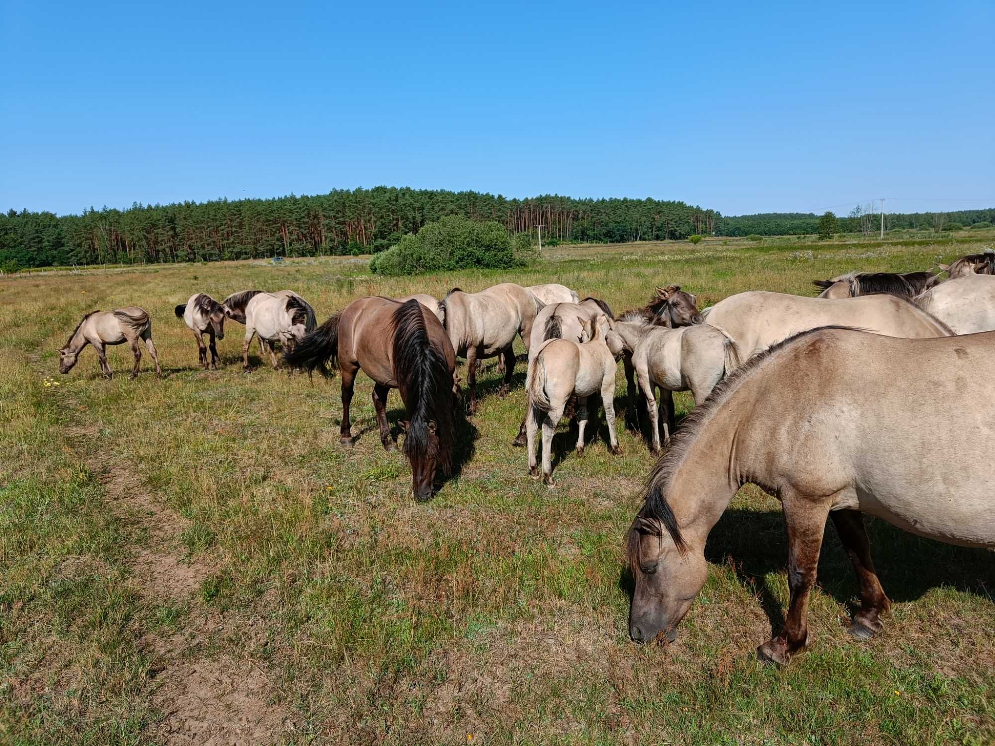 Klacz Konik Polski