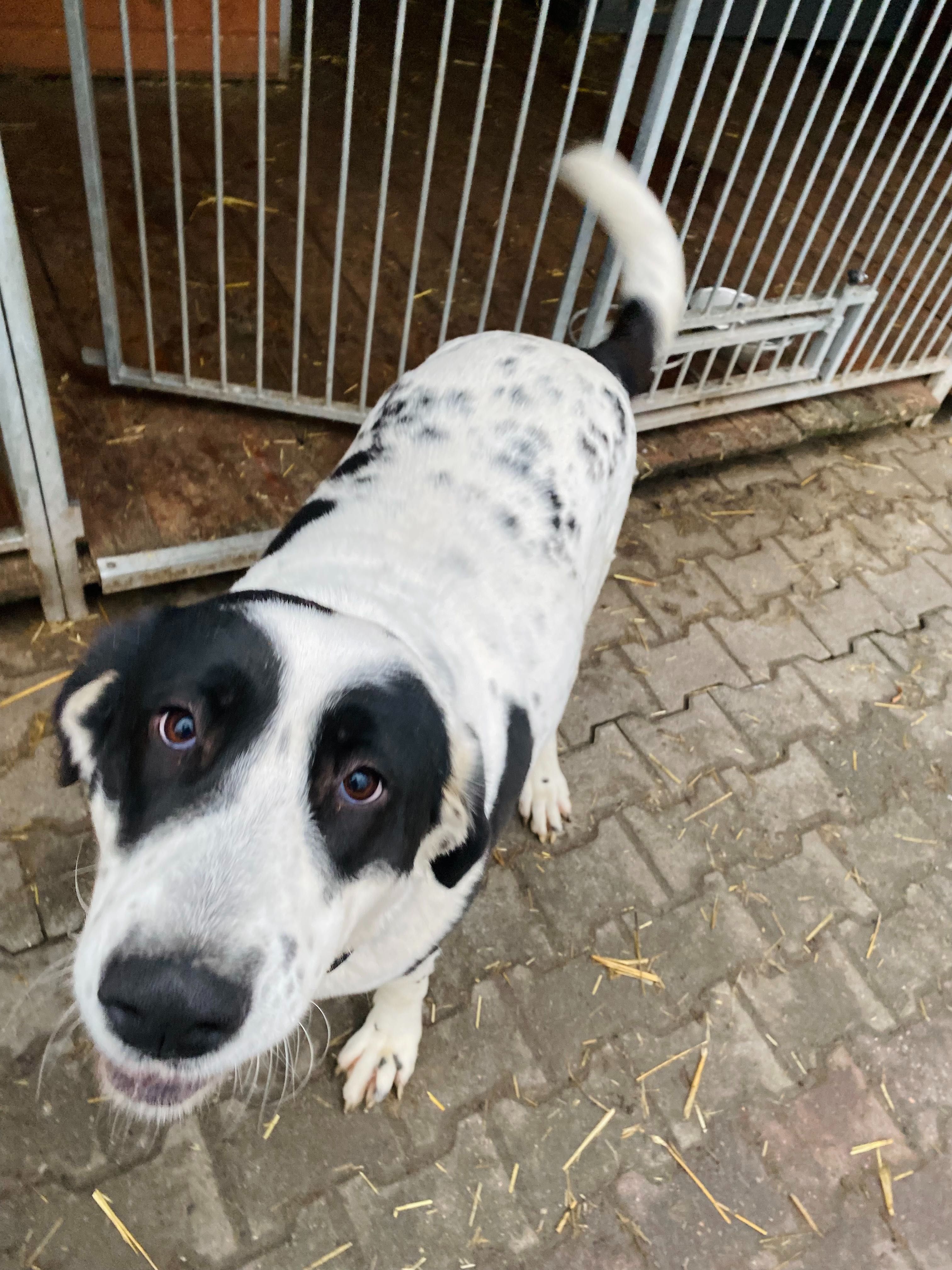 Oreo suczka owczarek w typie azjaty do adopcji Kalisz Poznan Wroclaw