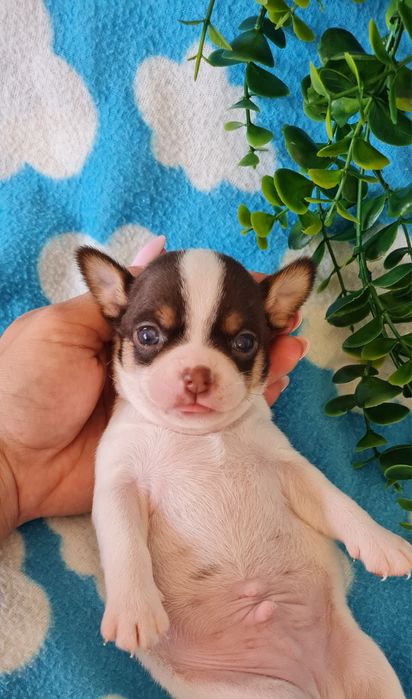 Excelente chocolate Chihuahua/Chiuaua mini, Linhagem Russa, Qualidade