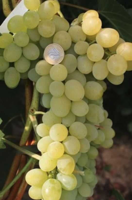 6 najwcześniejszych winogron. Sadzonki winorośli.