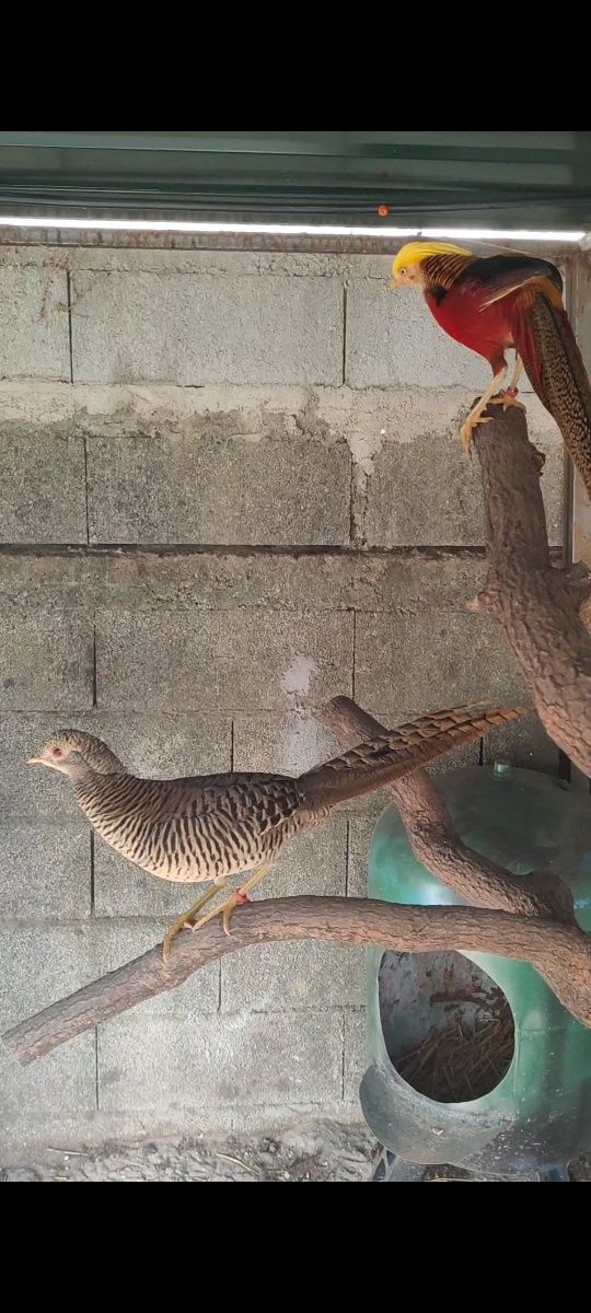 Casal de faisões dourados