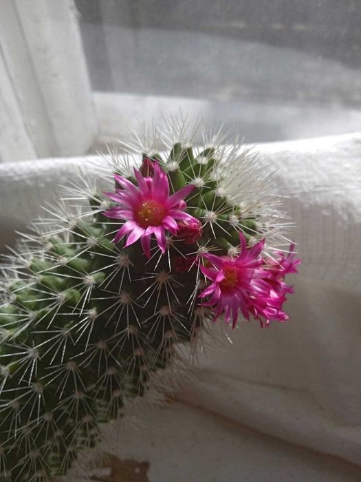 Кактус цвіте рожевими квітами