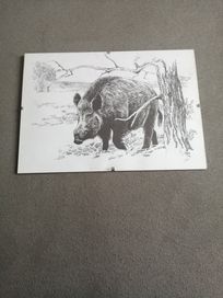 Sprzedam rysunki zwierząt leśnych