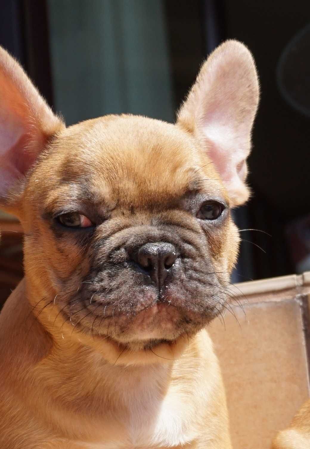 Buldog francuski