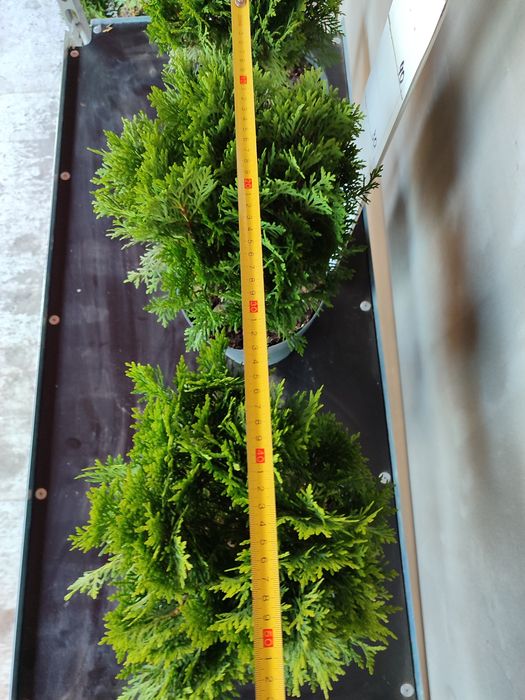 Туя кульчаста  Даніка