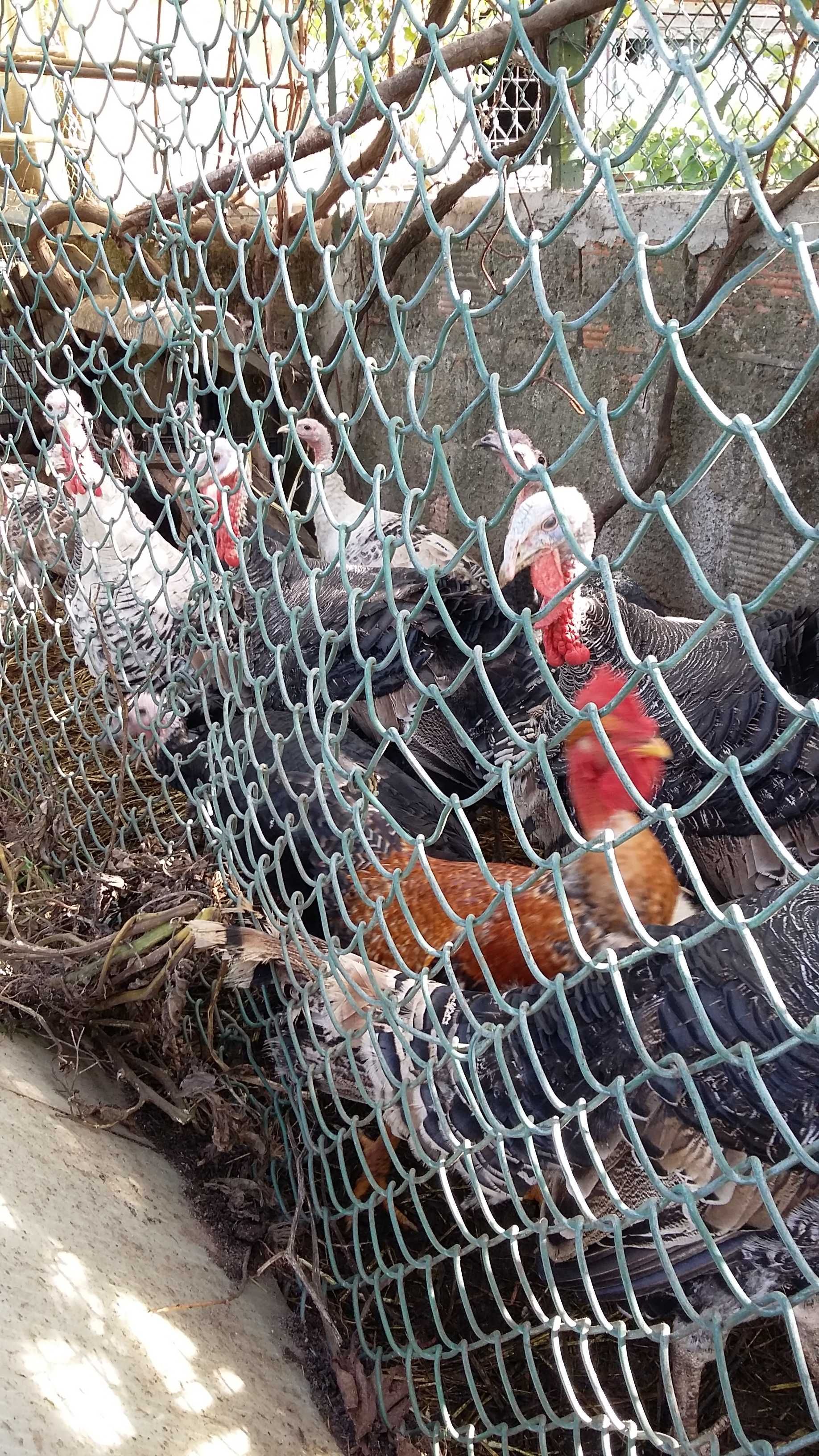 aves de quinta criados com milho caseiro e couves.