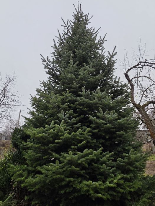 Ялинка жива (Ялиця)