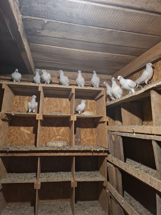 Gołębie żałobne wyloty I białe ogony.