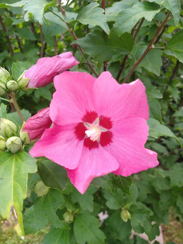 Nasiona  hibiskusa