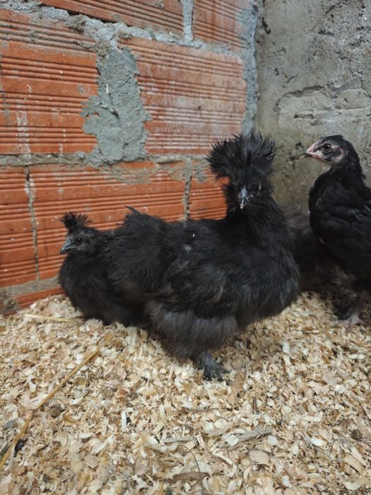 Pintinho Sedosa do Japão