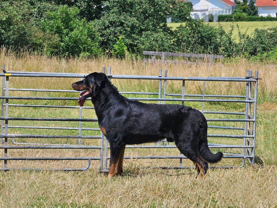 Beauceron Owczarek Francuski FCI szczenięta