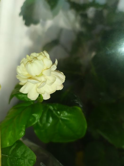 Жасмін Гранд Дюк