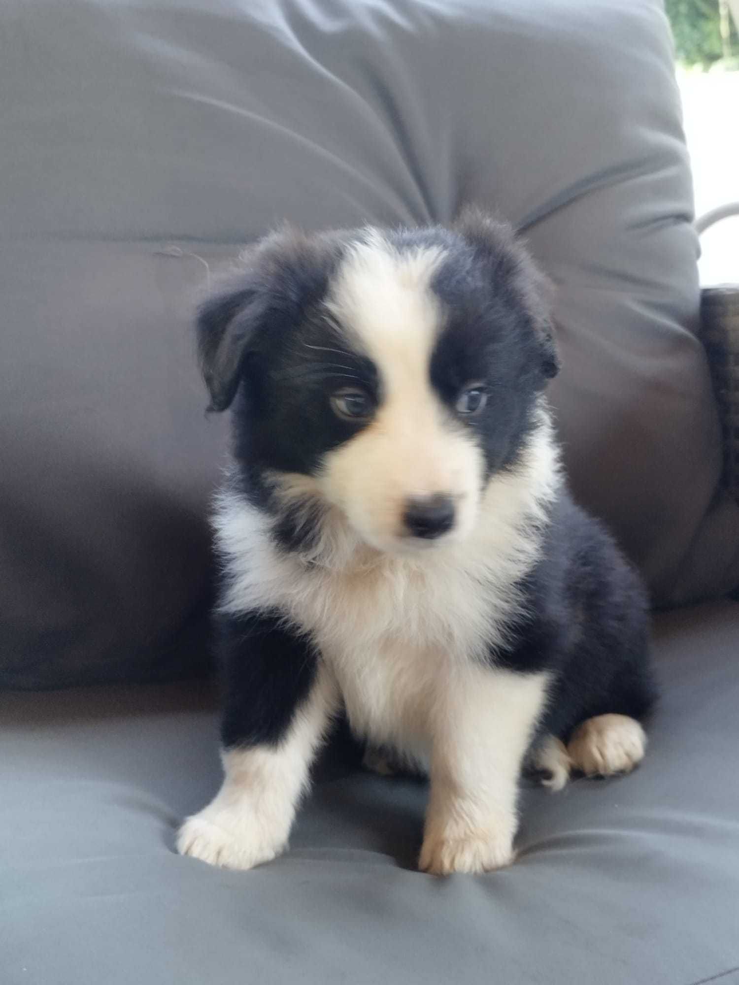 Border Collie - piękna i dostojna Carmen