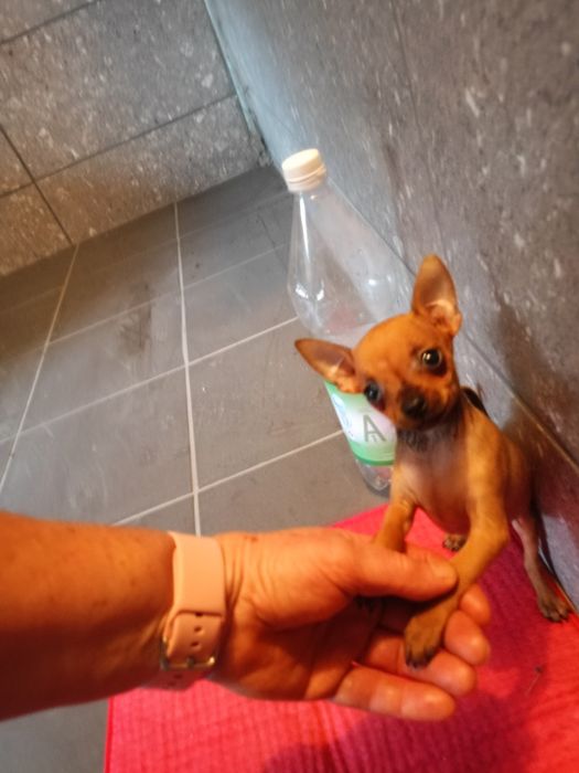Pinczer miniaturowy 2 miesięczny piesek