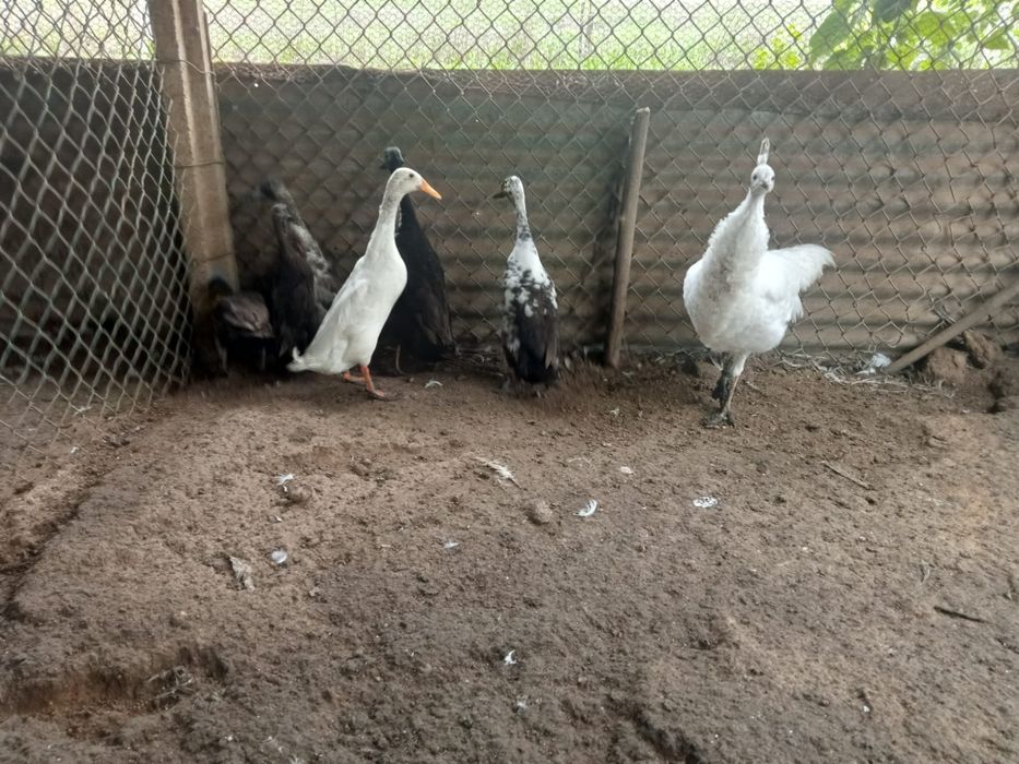 Patos corredor indiano