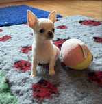 Chihuahua krótkowłosy piesek FCI