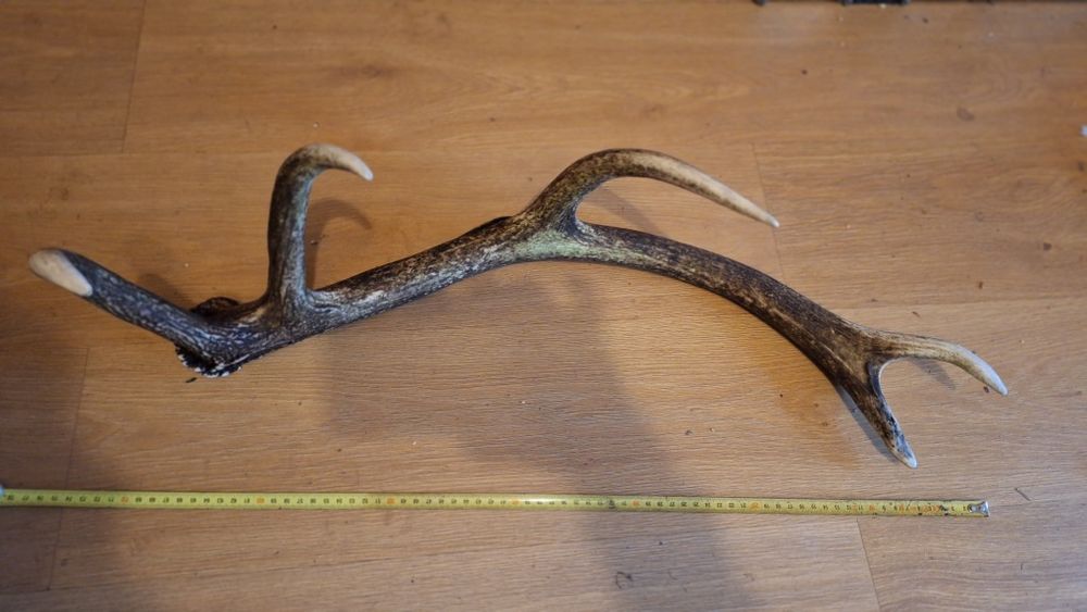 Zrzut jelenia poroże