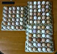 Продаж молодих курей і породистих півнів і інкубаційні яйця
