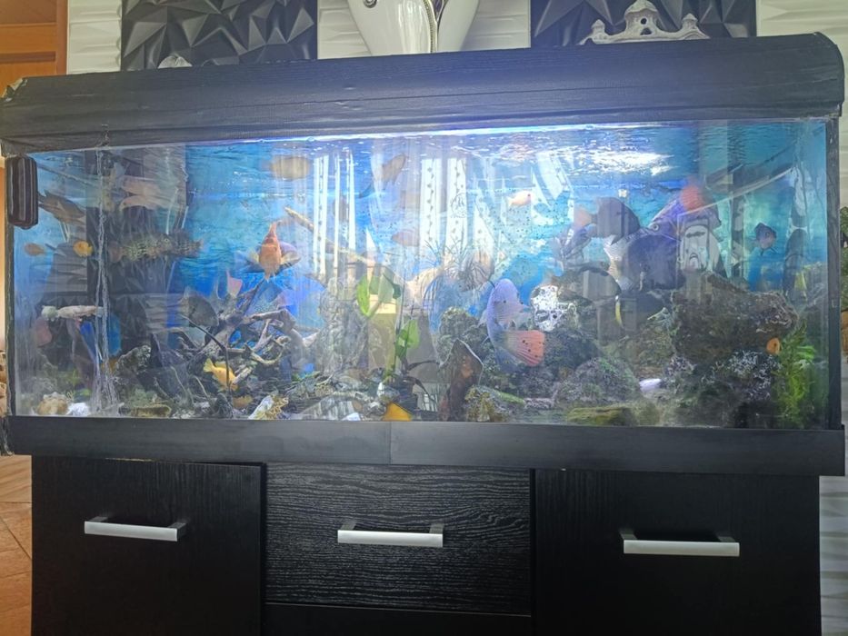 Akwarium 360 l z rybkami