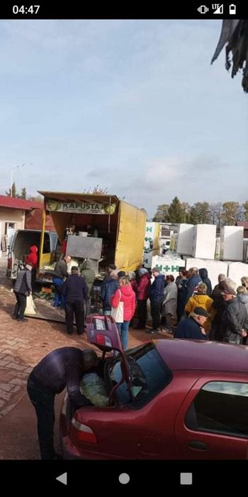 Kapusta szatkowana z własnej uprawy