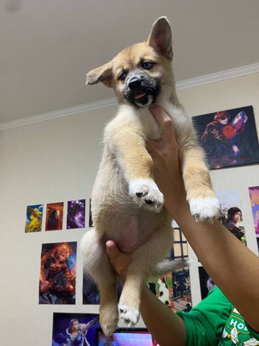 Отдам щенков хаски в хорошие руки! Не на привязь