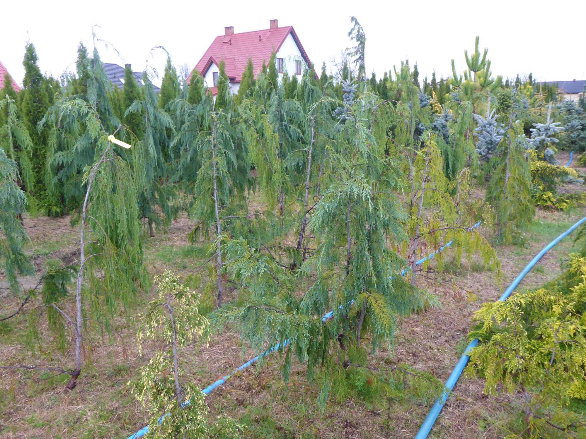 200cm cyprys CYPRYSIK nutkajski _ KLIPPERT pendula JUBILE baba jaga