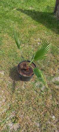 Palma Washingtonia