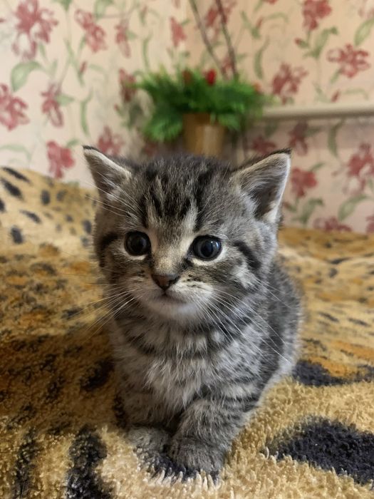 Віддам  кошенята