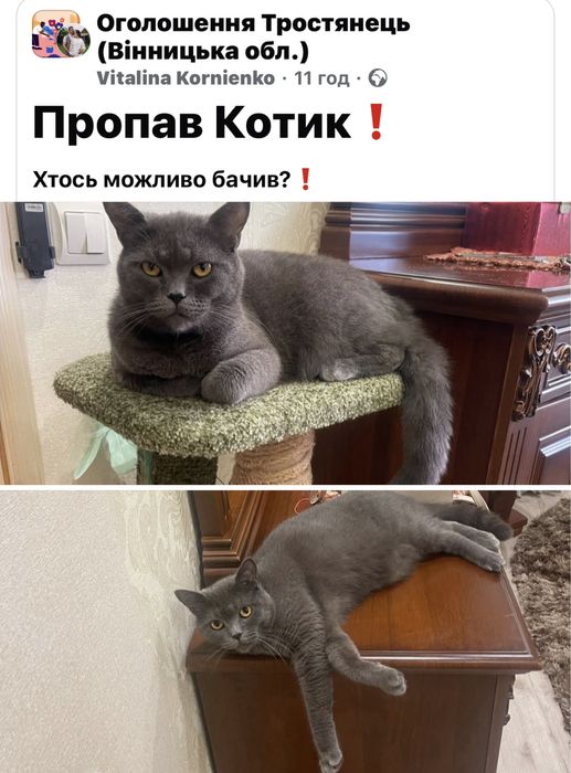 Кіт Пропав Котик  допоможіть