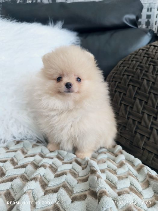 Spitz Anão.Lulu da Pomerânia  Russo. LOP e Afixo.. Mini. Ursinho