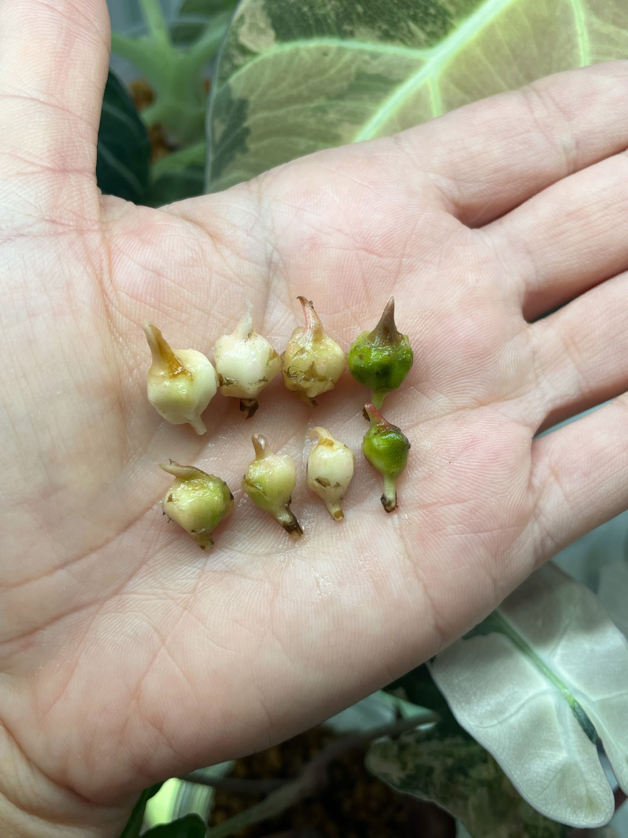 Bulwa Alokazja Polly Variegata i Bambino Aurea