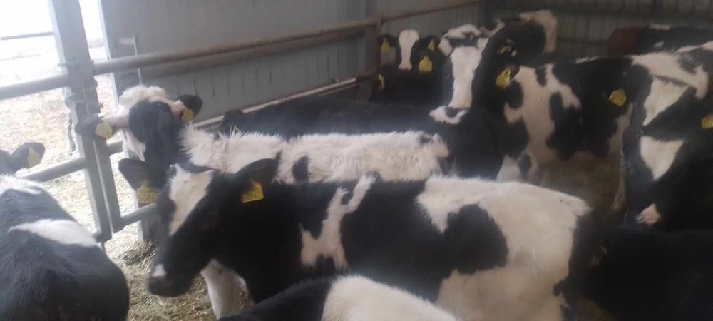 Sprzedam cielaki mięsne Cała Polska