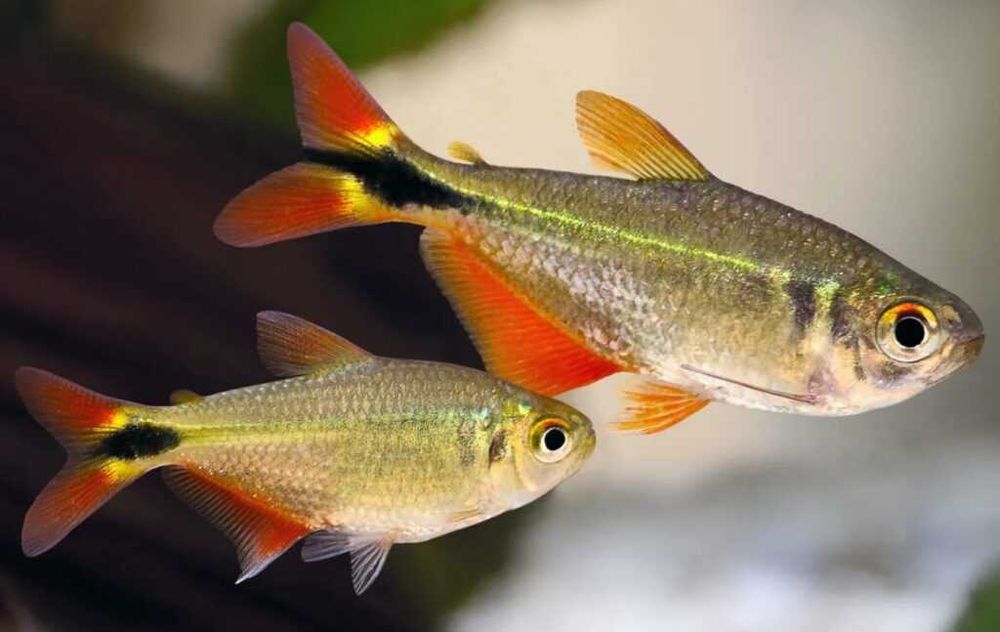 Zwinnik ogonopręgi (Hyphessobrycon anisitsi) WYSYŁKA AKWAWIN