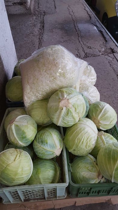 Kapusta szatkowana 10kg#5 kg# transport Mikołów