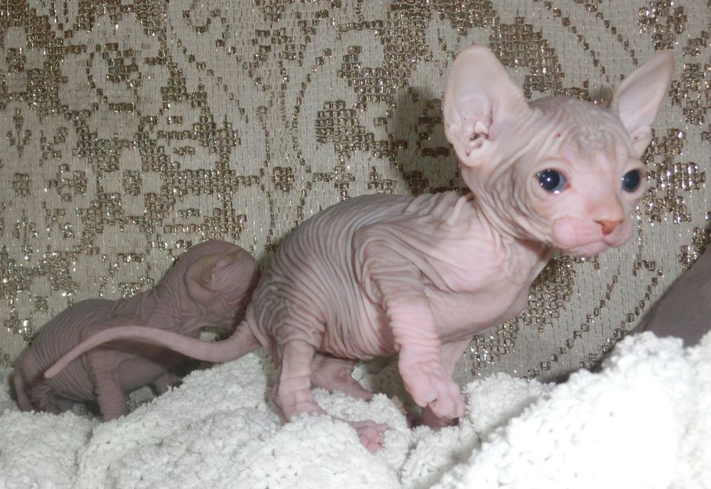 Маленькі канадські сфінсіки