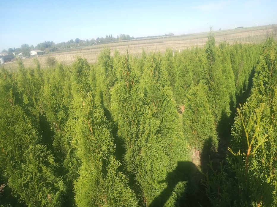 Tuje Szmaragd i brabant  od 100 do 220cm oraz _szmaragd żółty 100cm