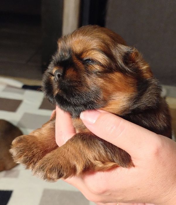 Shih-tzu rodowód  piękna suczka