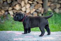 Cane Corso FCI – cudowna czarna dama szuka swojego człowieka!