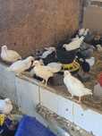 Leghorn legnorny kury kurczaki pisklęta kurczęta miesięczne 5 tygodni