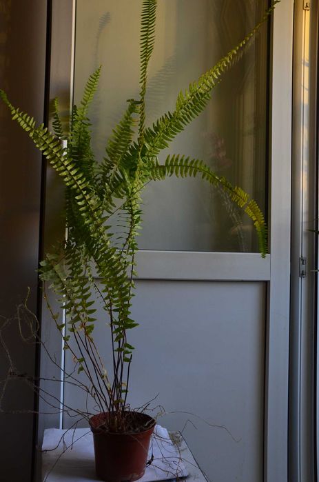 цветы комнатные бесплатно