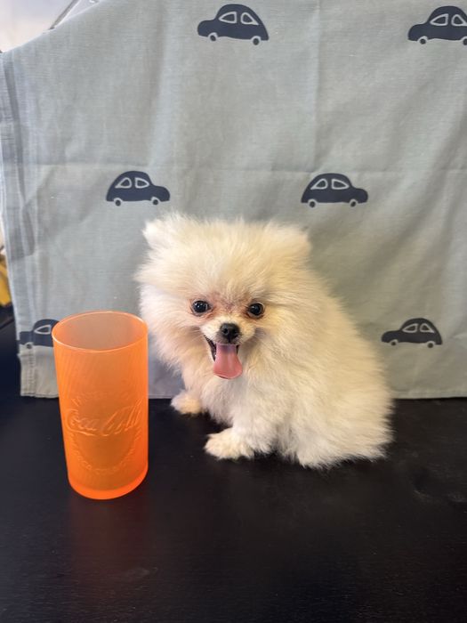 Spitz Alemão Branquinho Pequenino