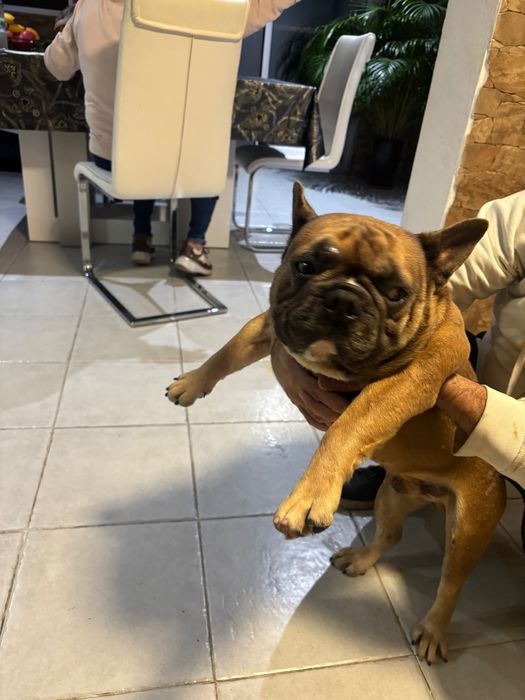 Dou este lindo Boldog