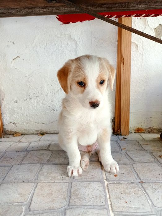 Cão macho para adoção