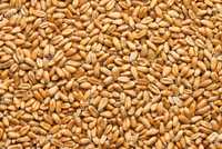 Продам пшеницю 2023 року врожаю