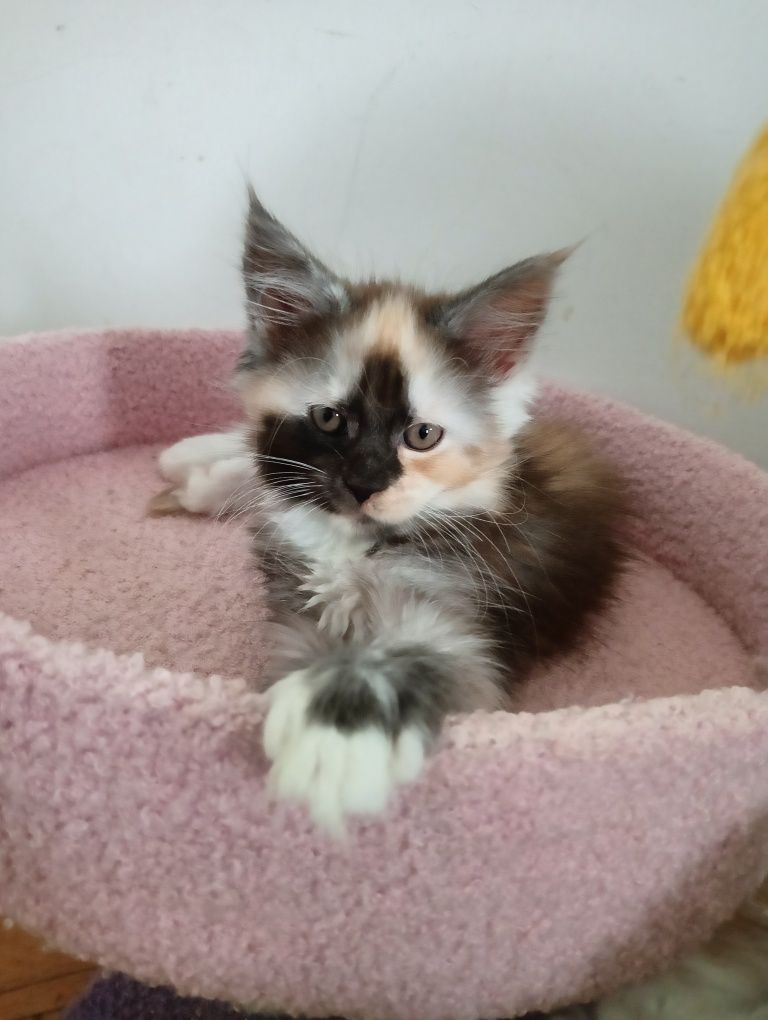 Maine coon pięknie malowana koteczka szylkret rodowód FPL