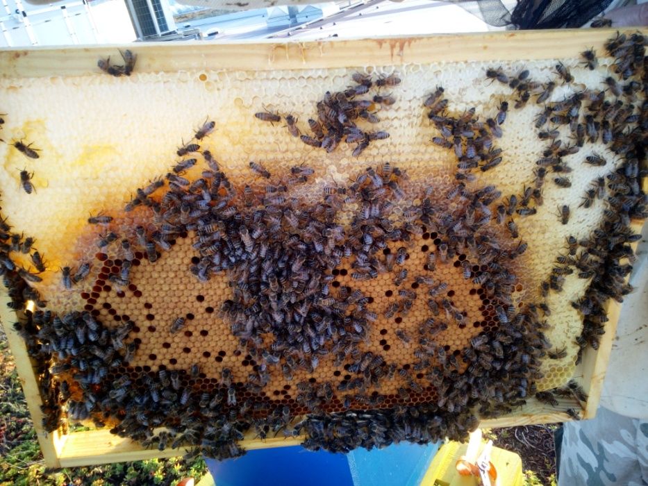 pszczoły odkłady pszczele