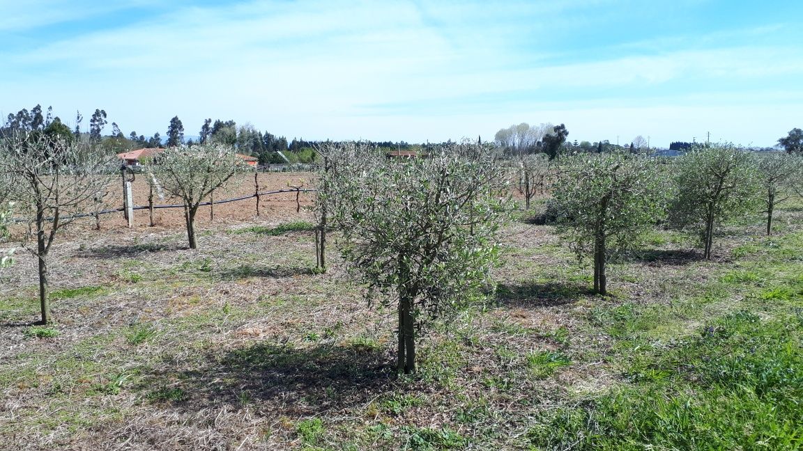 Oliveiras varios tamanhos