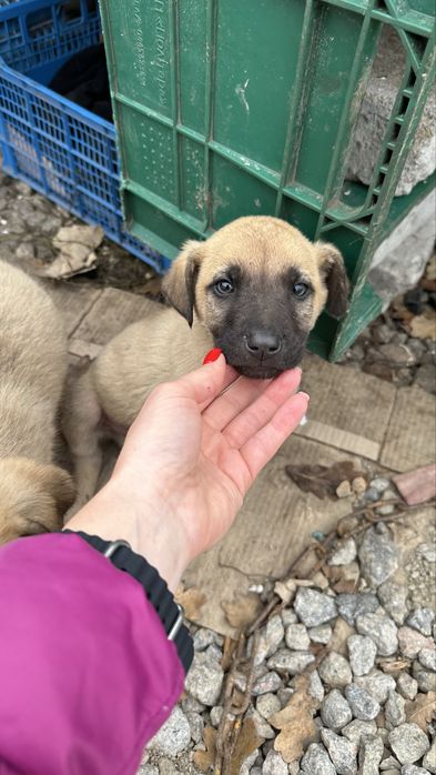 Вони не просять багато — лише дім і  любові