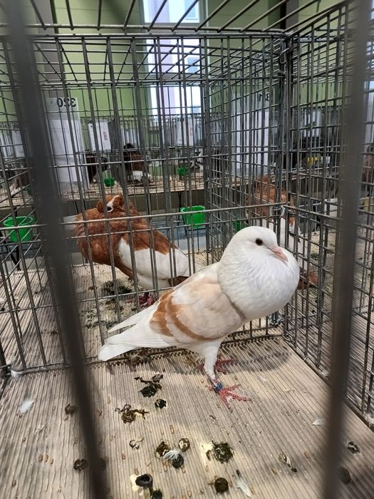 Garłacze verburskie